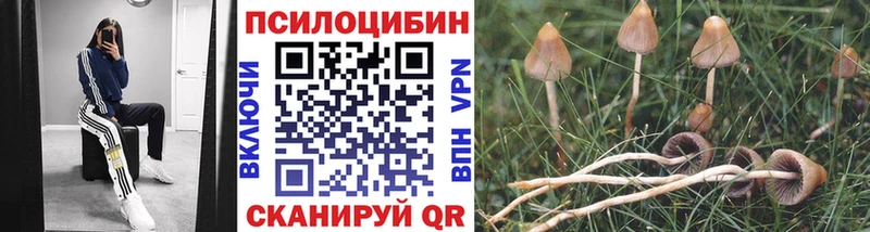 закладка  Псков  Псилоцибиновые грибы мухоморы 